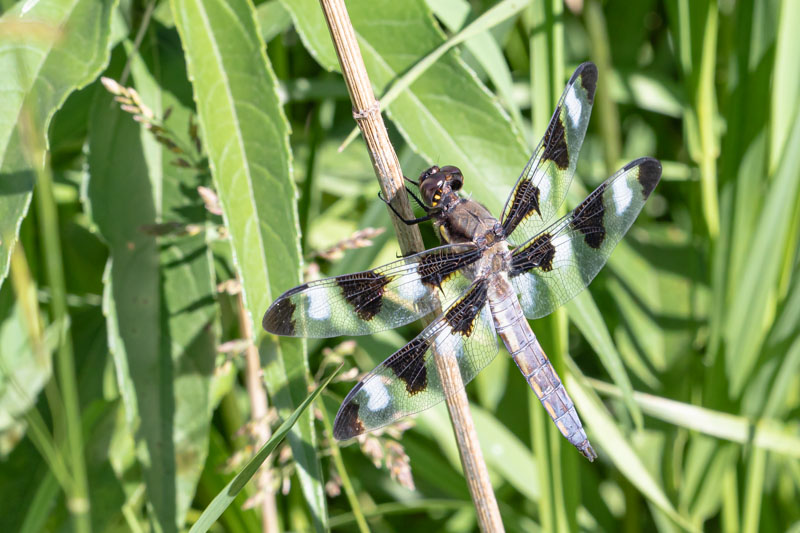 Twelve-spotted Skimmer in flight with wings spread