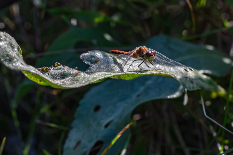 White-faced Meadowhawk perched on a leaf with wings folded back