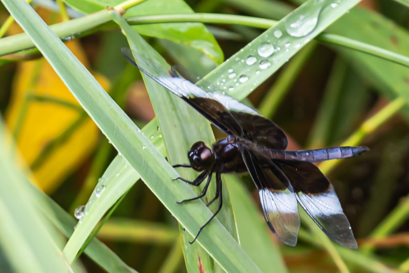 Mature male Widow Skimmer among wet grasses with white-banded wings and a blue abdomen