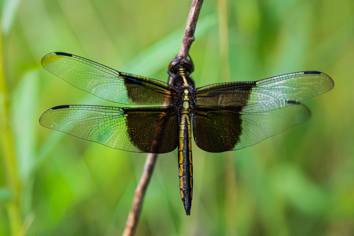 Dorsal view of a Widow Skimmer with dark basal wing patches and yellow abdominal stripes