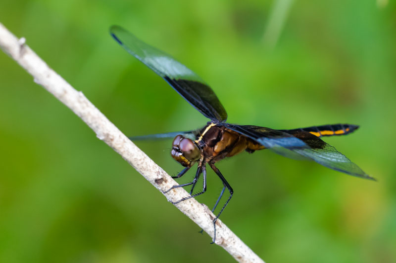 Side view of a Widow Skimmer perched on a pale diagonal stem