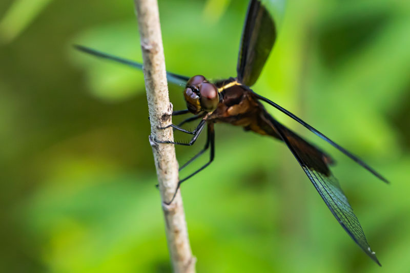 Close view of a Widow Skimmer looking around a slender vertical stem