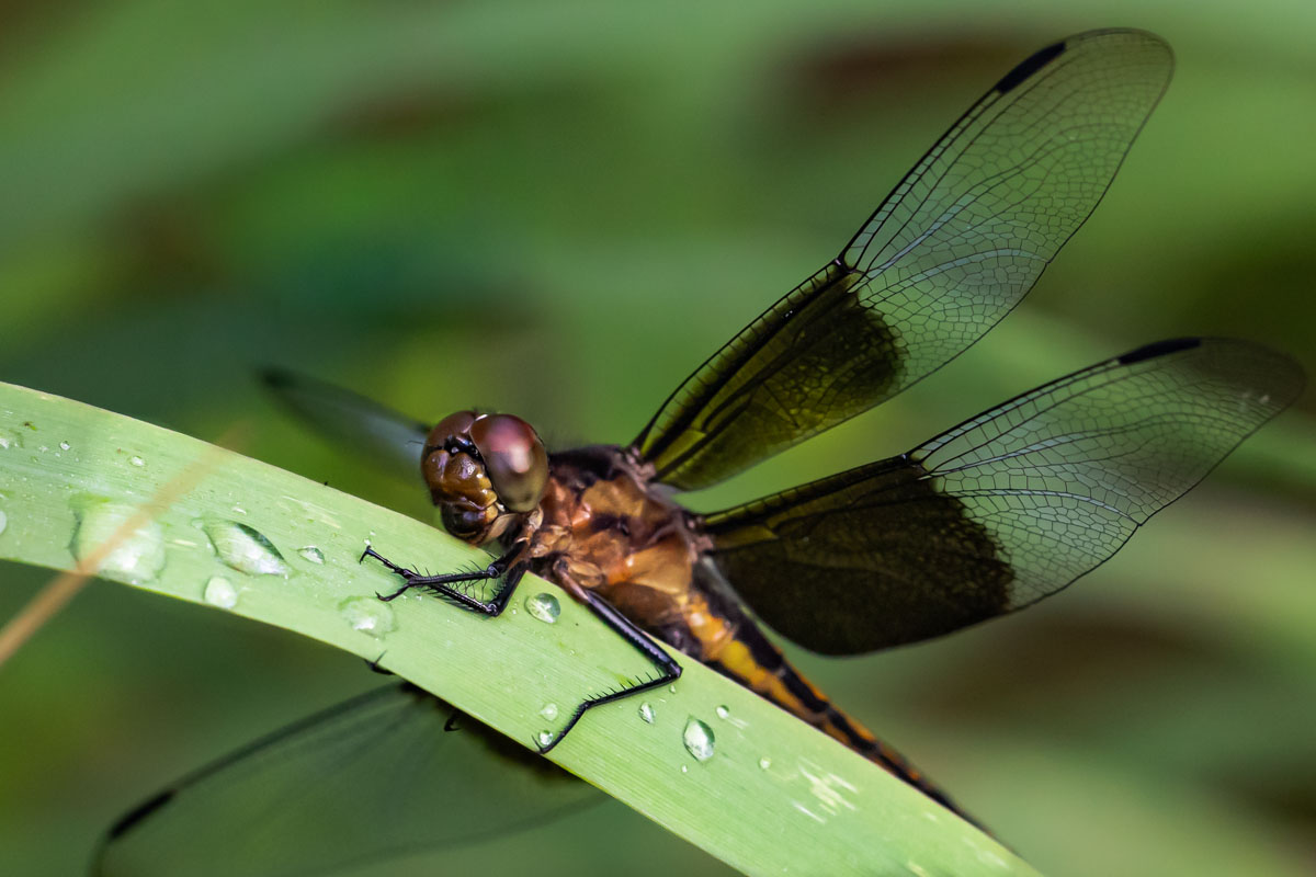 Close portrait of a Widow Skimmer resting on a water-beaded leaf