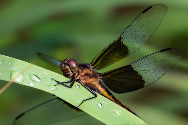 Close portrait of a Widow Skimmer resting on a water-beaded leaf