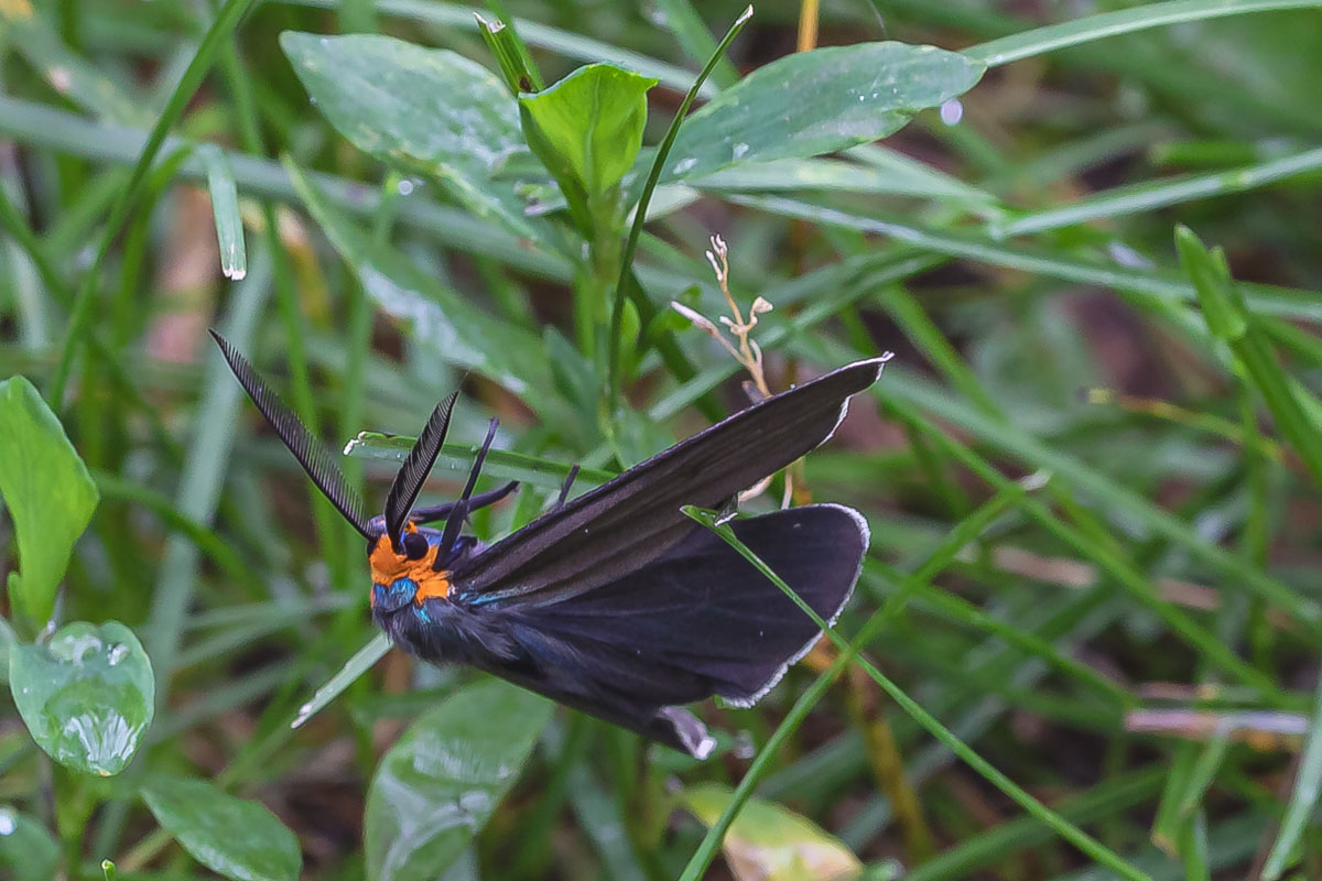 Virginia Ctenucha