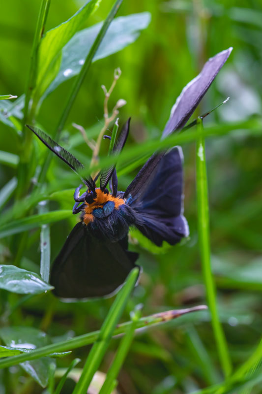 Virginia Ctenucha displaying wings