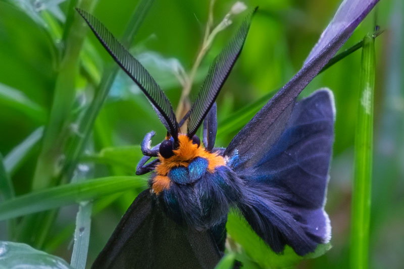 Close portrait of a Virginia Ctenucha with long comb-like antennae, an orange collar, a metallic-blue thorax, and raised dark wings.
