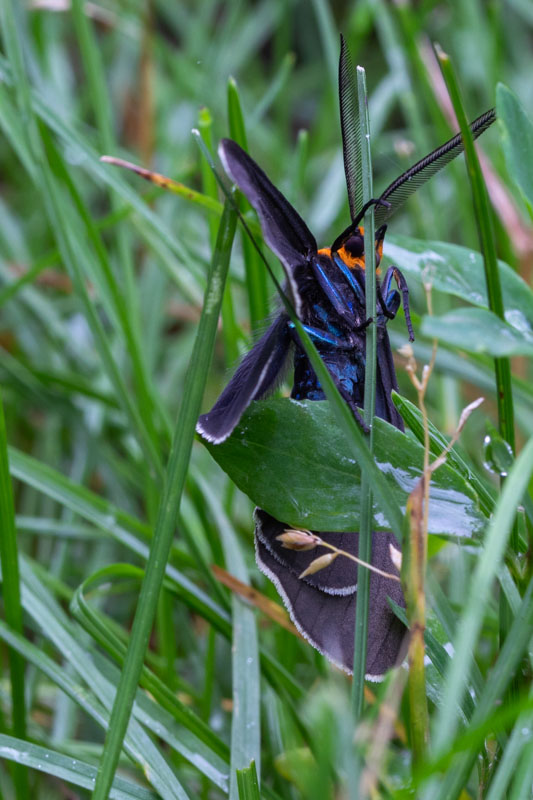 Metallic Blues & Meadow Shadows