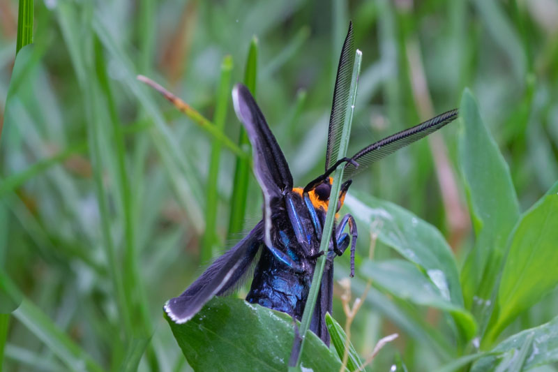 Virginia Ctenucha clinging upright to a grass stem with its metallic-blue abdomen exposed and long comb-like antennae extended.
