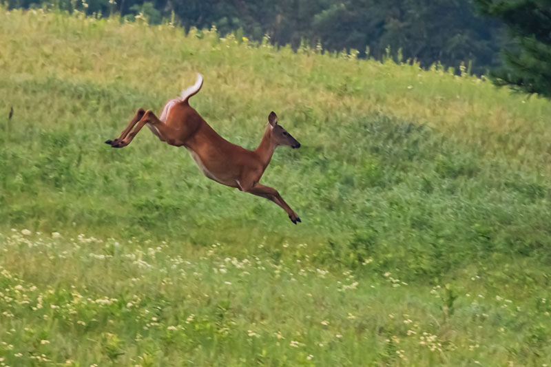 White-tailed Deer bounding through a green meadow