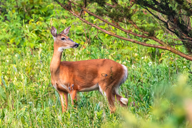 White-tailed Deer