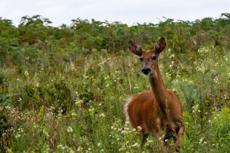 White-tailed Deer standing alert among meadow flowers