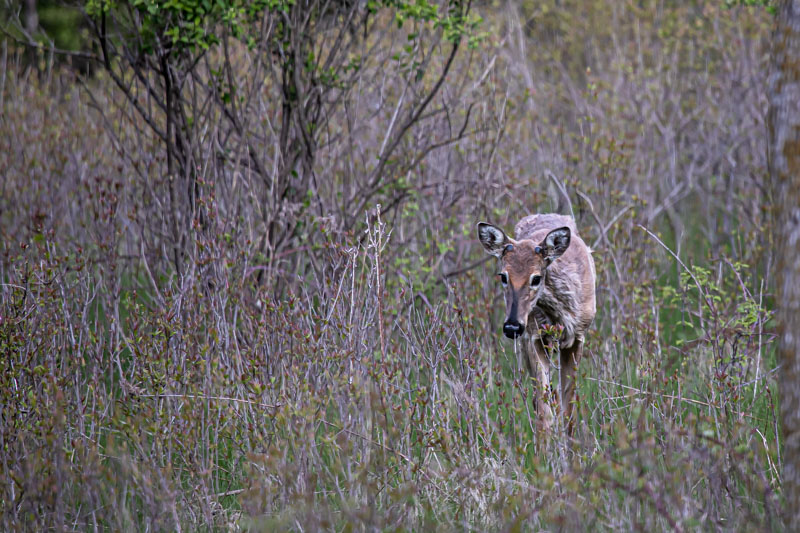 Young White-tailed Deer buck moving through brushy cover