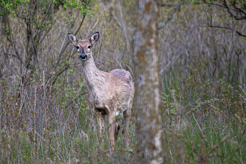 Mammals