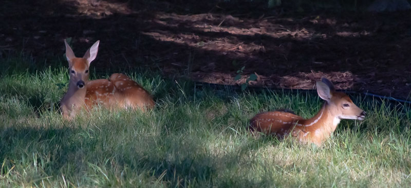 Two White-tailed Deer fawns resting in grass