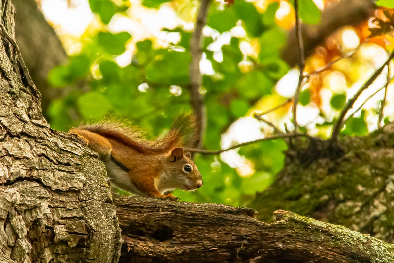 Red squirrel on branch