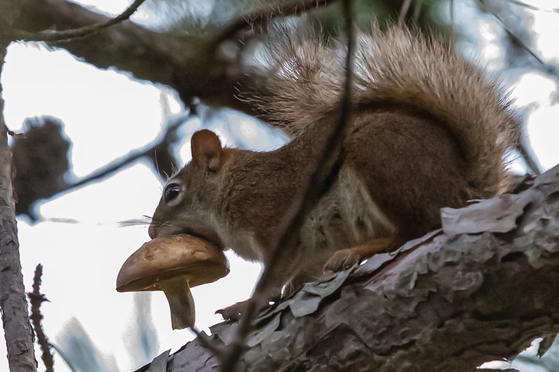 American Red Squirrel
