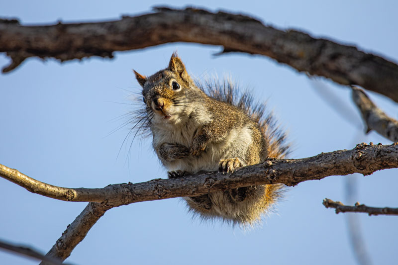 American Red Squirrel