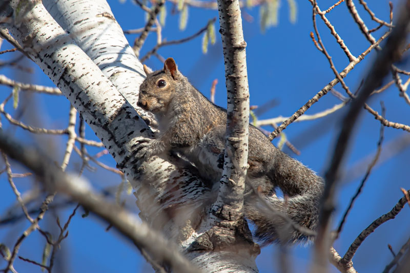 A Pause in the Birch