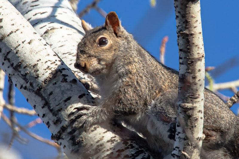 Eastern Gray Squirrel