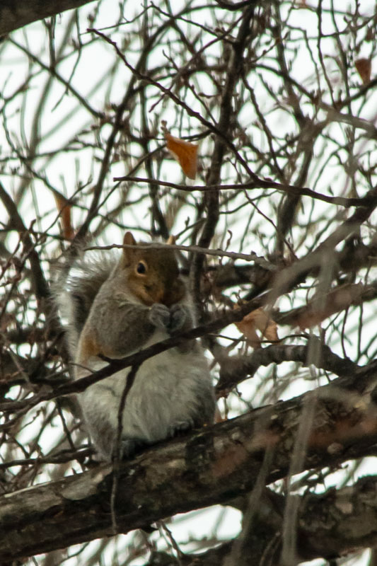 Tangle of Twigs