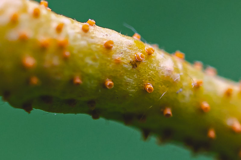 Ash Rust Aecia on Leaf Stem