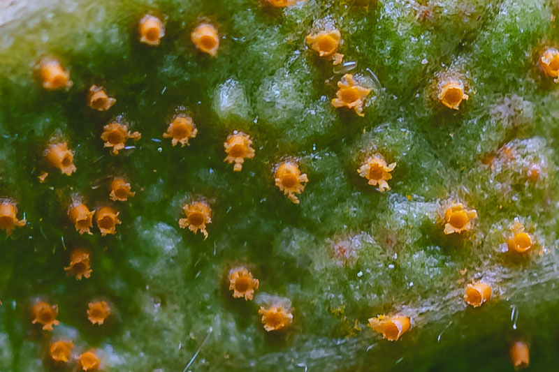 Ash Rust Aecia on Leaf Surface