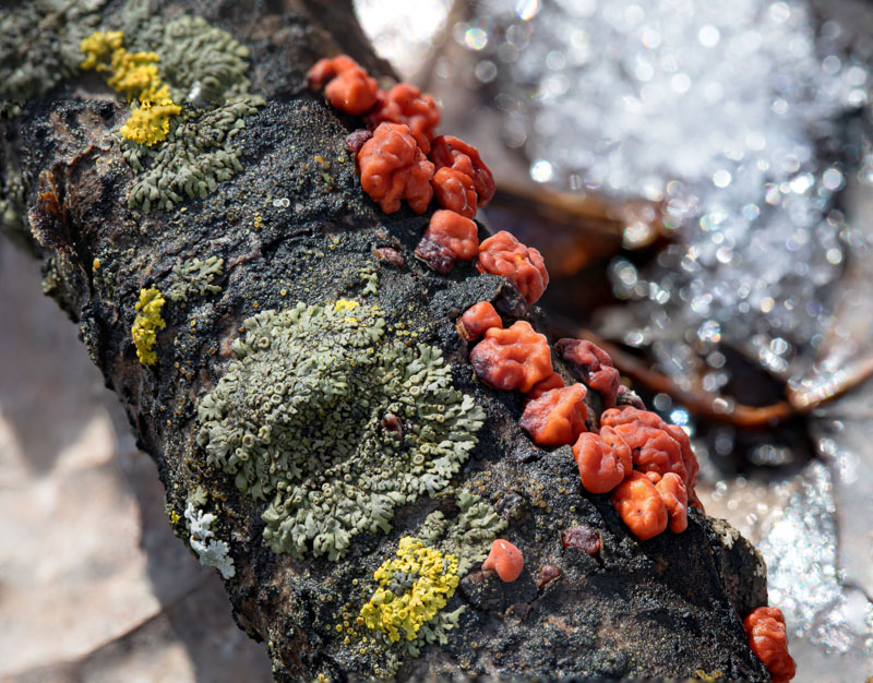 Red Tree Brain Fungus on Oak Twig