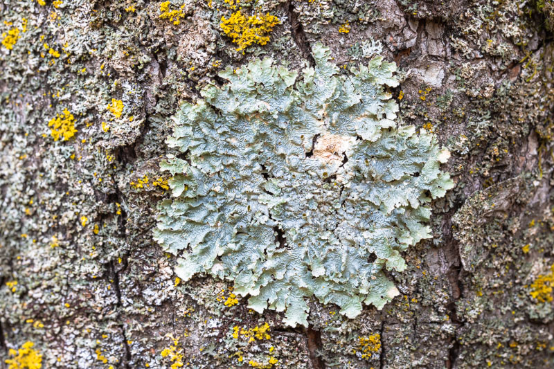 Lichen