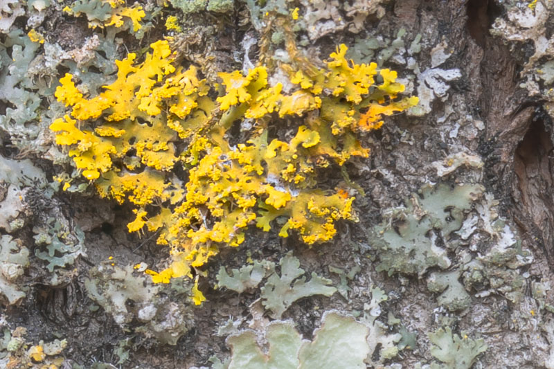 Lichen Ember Cluster