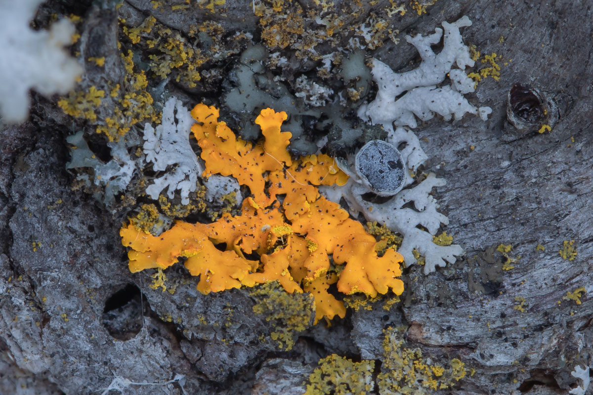 Bare-bottomed Sunburst