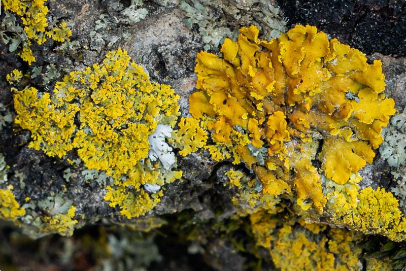 Bare-bottomed Sunburst on Bark