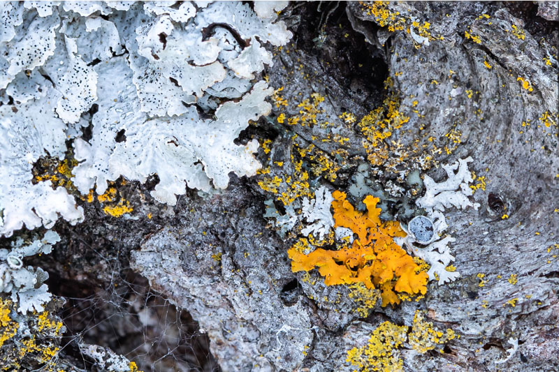 Candleflame and Powdery Shield on Elm Bark