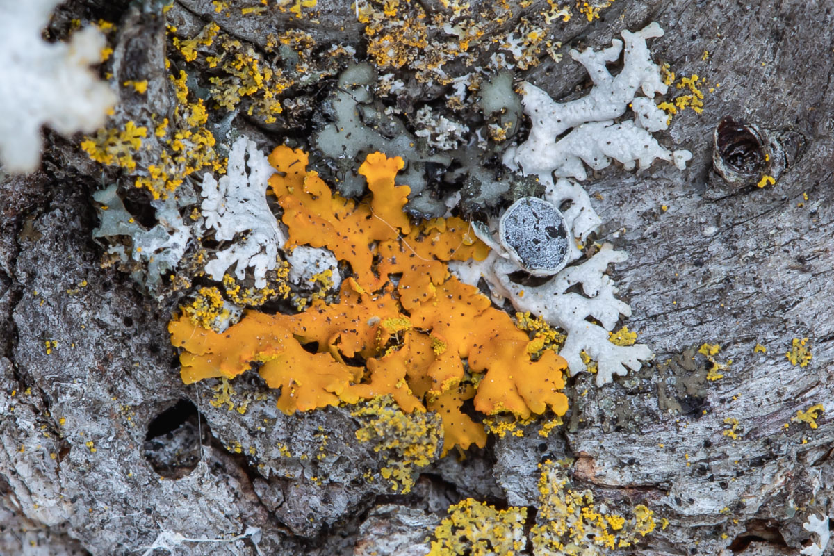 Four Lichens