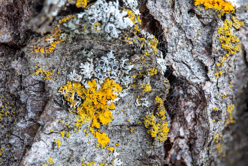 Star Rosette Among the Gold Dust