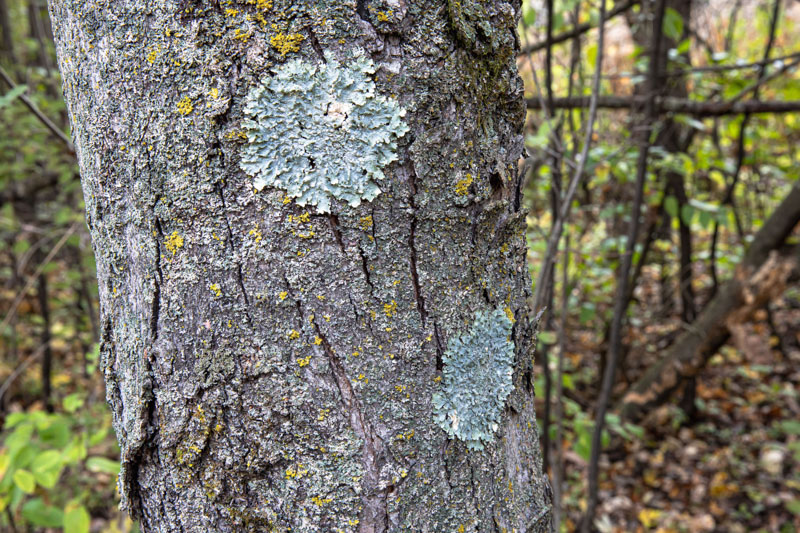 Twin Colonies on an Elm Trunk