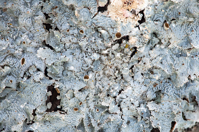 Focus-stacked Detail