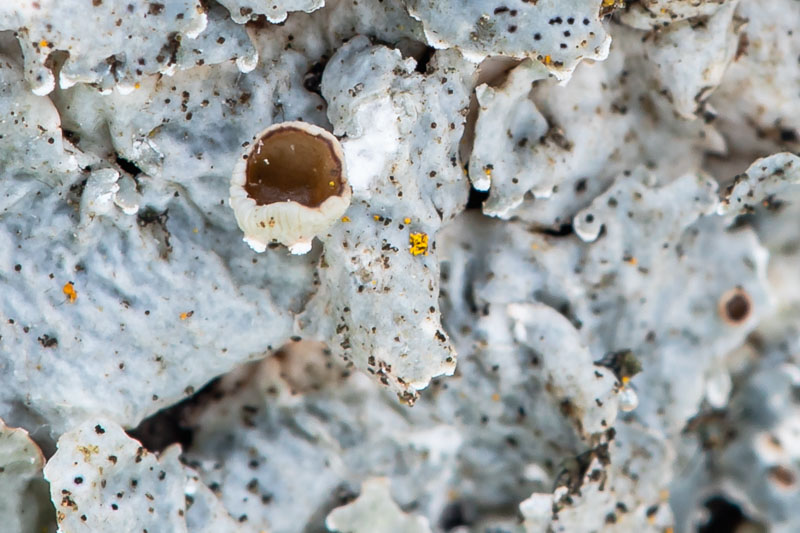 Apothecia Among Folded Lobes