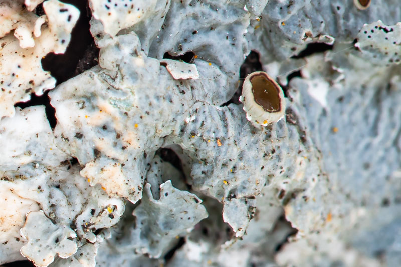 Apothecium with Pale Thalline Margin