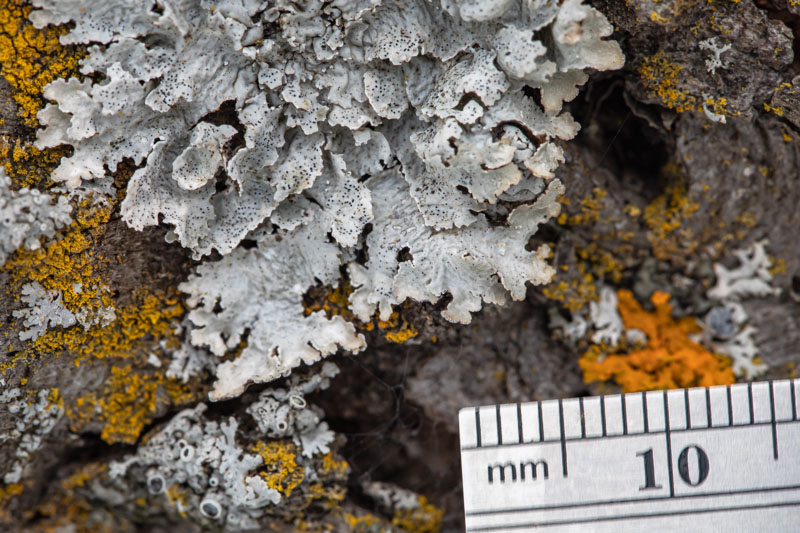 Eastern Speckled Shield with Millimeter Scale