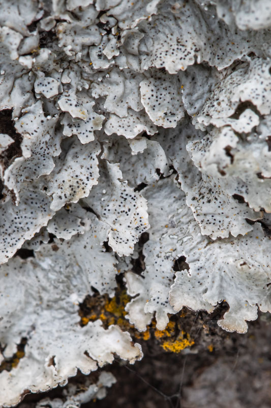 Eastern Speckled Shield Lobe Detail