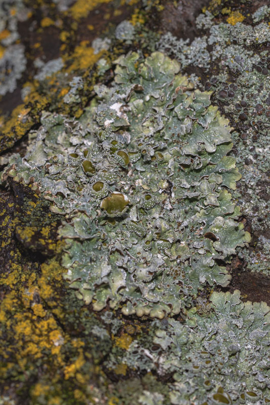 Eastern Speckled Shield