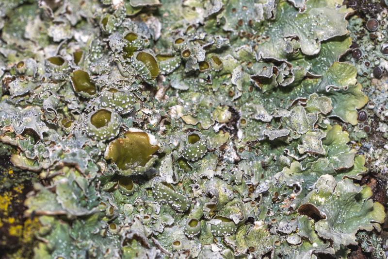 Eastern Speckled Shield — olive apothecia detail