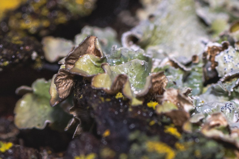 Eastern Speckled Shield — habitat context