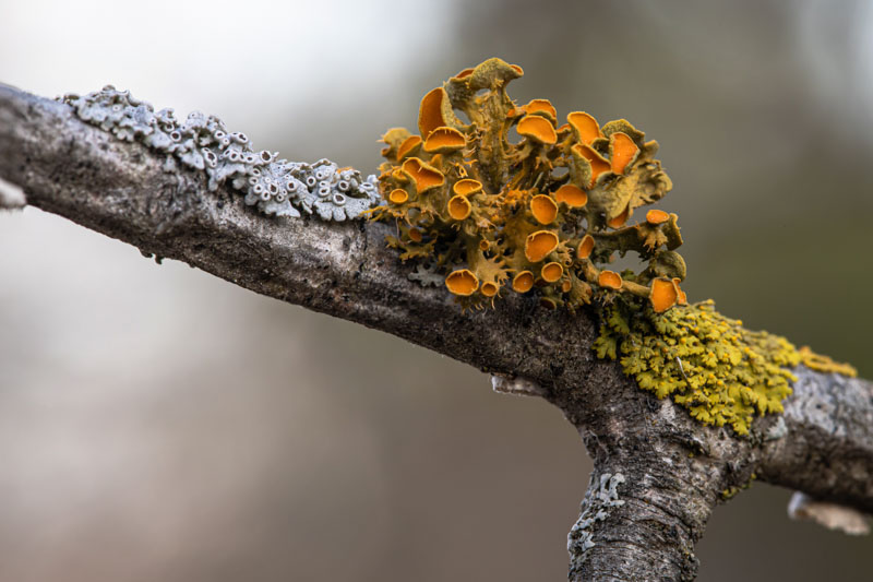 Golden-eye on Twig with Mixed Lichens