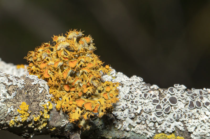 Golden-eye Lichen with orange apothecia among mixed lichens