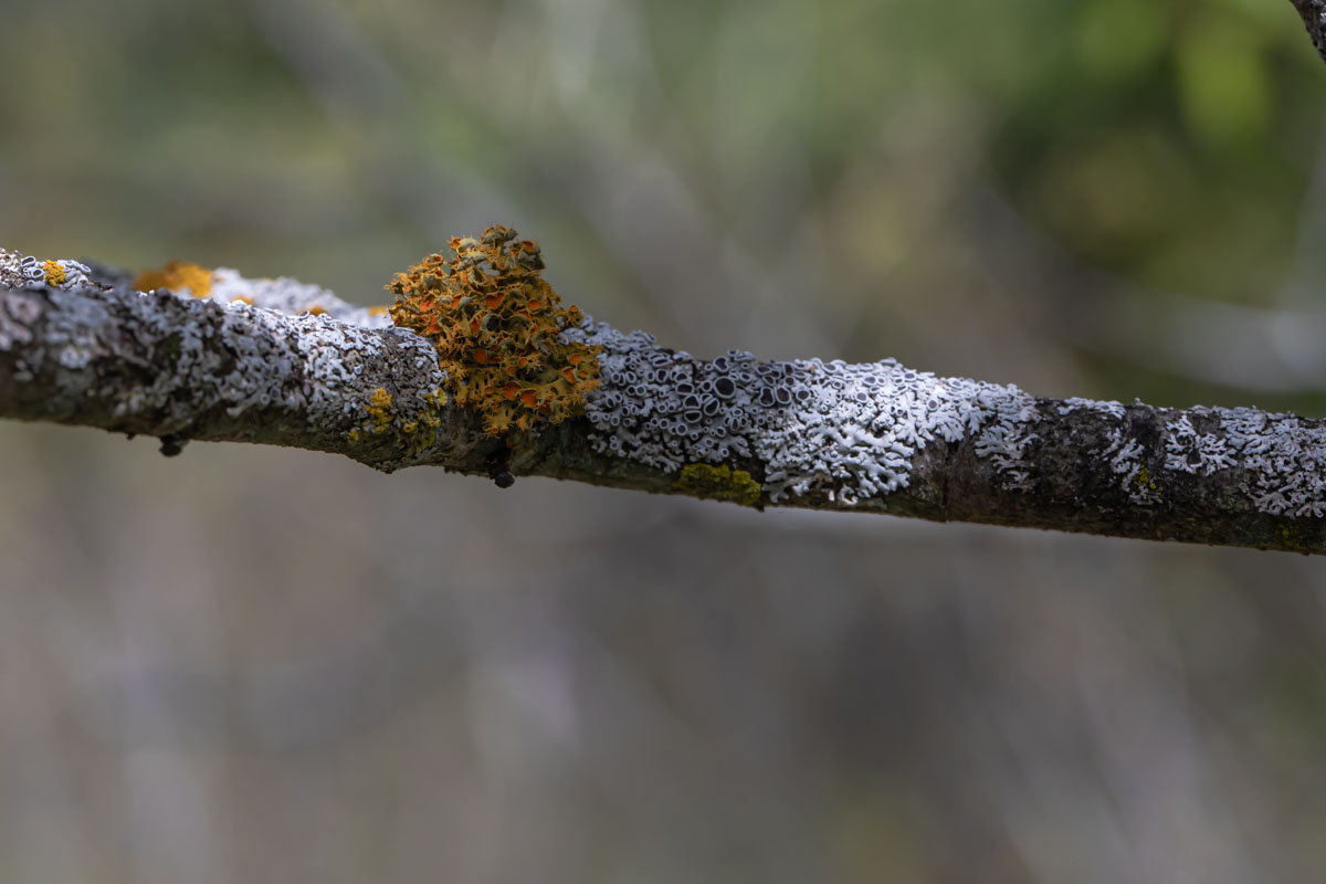 Golden-eye Lichen on a lichen-covered branch in natural light