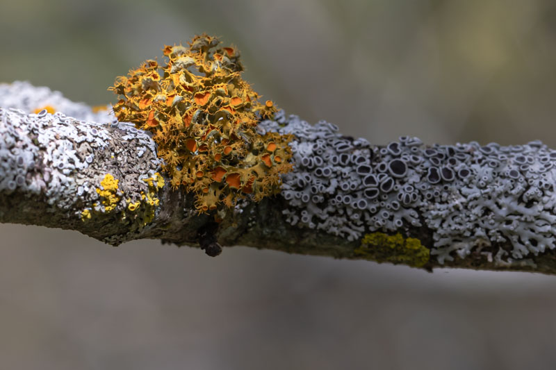 Golden-eye Lichen in natural sunlight