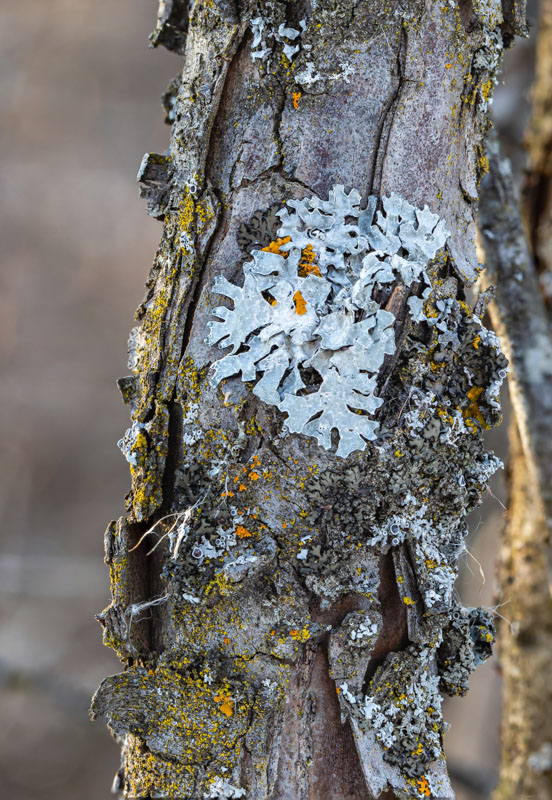 Hammered Shield in a Mosaic of Bark Lichens