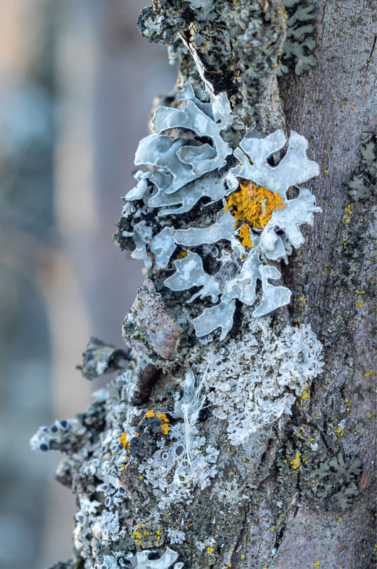 Hammered Shield Rosette Detail